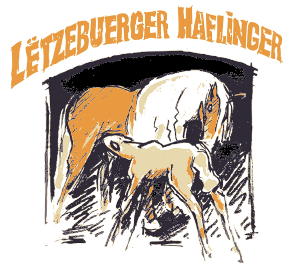 LETZEBUERGER HAFLINGER